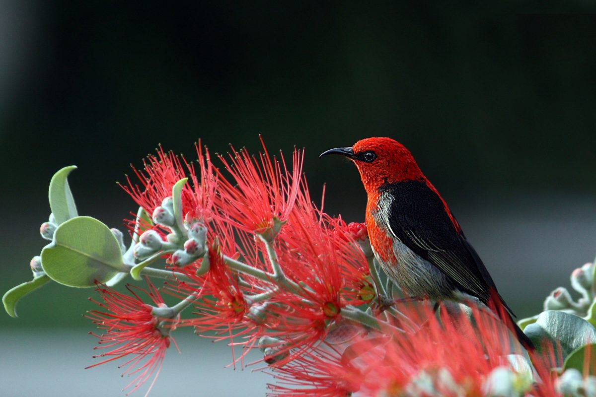 3D image of a bird and flowers